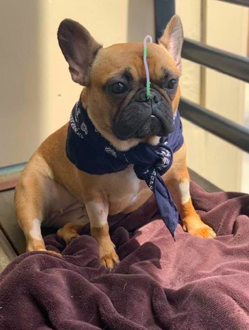 Lily fick komma hem från veterinären med sondslang och mediciner. Bildkälla: Facebook Lily fick komma hem från veterinären med sondslang och mediciner. Bildkälla: Facebook